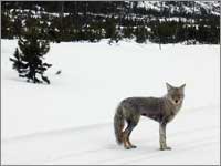 Coyote on trail to Canyon, Wyo.