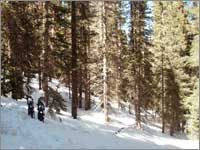 Forest clearing at snowpack-sampling site at Monarch Pass, Colo.
