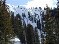 Mid-mountain forested area near site at Taos Ski Valley, N. Mex.